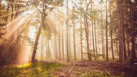 Doinb点评季后赛战队实力：NIP成首选目标，涅槃组如何突破现状？-SABA电竞